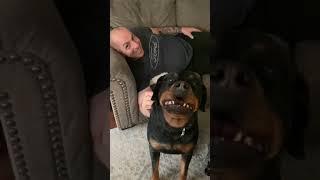 Rottweiler protects owner.