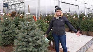 Lurvey Outdoor Living - Live & Fresh Cut Holiday Trees