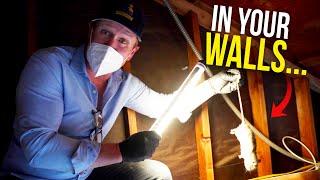 Rodents in your walls? Here's what you do.