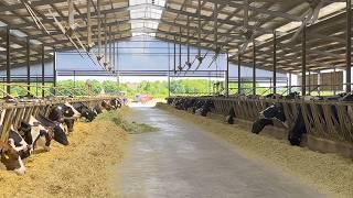 12,000 LITERS OF MILK PER LACTATION WITHOUT CORN SILAGE IN ITALY 