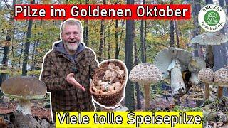 Pilze im Goldenen Oktober - Immer noch Steinpilze Perlpilze und Edelreizker