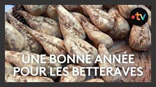 Agriculture : une bonne année pour la betterave