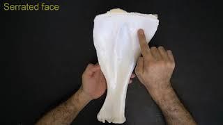 Scapula - Comparative anatomy