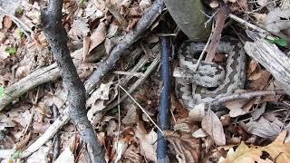 Upozoravajuće oglašavanje poskoka / Nose-horned viper hissing