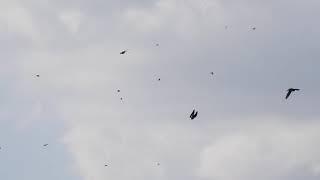 Barn Swallow, Rondine comune (Hirundo rustica)