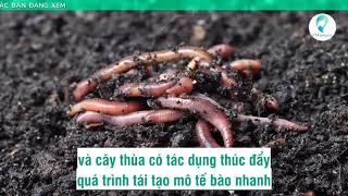 Detoxherb Có Tốt Không? Giá Bao Nhiêu? Thuốc diệt ký sinh trùng Detoxherb Mua Ở Đâu?