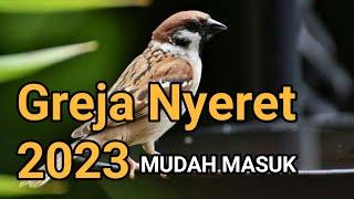  Masteran Burung ,Suara Burung Gereja Nyecret Panjang