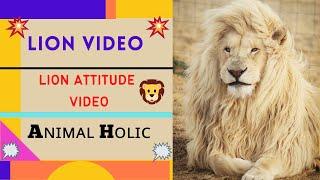 Lion Attitude Video | Lion Attitude Status-01 | Lion Video | Animal Holic | Lion Lover | Lion King