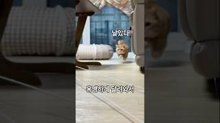 우리집엔 날아다니는 호랑이가 산다