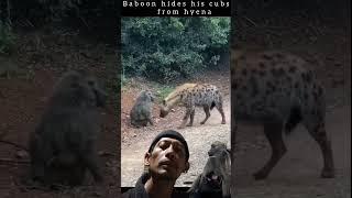 hyena vs baboon #wildlife #baboon #animals #baboon2wild #nature #baboonsave #monkey #lioncubs #hyena