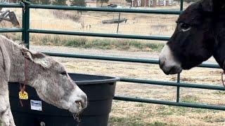 Donkey Behavior: Just Playing or Actually Upset?