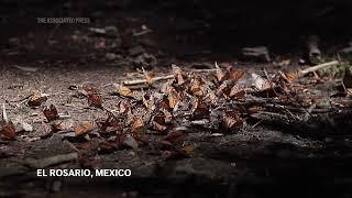 Monarch butterflies wintering in Mexico rebound this year