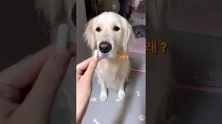 똑똑한 강아지 약 먹이는 법  #shorts