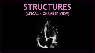 Cardiac STRUCTURES! (Apical 4 chamber view - Echocardiography)