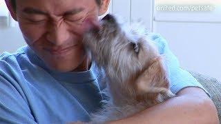 United — What you need to know before flying with your pet