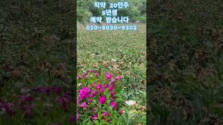 (판매완료)작약 6년생 있습니다 #작약 #작약꽃 #나무 #garden #나무심기 #수국 #gardening #automobile #plants