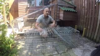 Fox Trapping