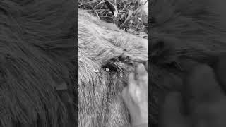 Iron Will Broadheads entry on elk