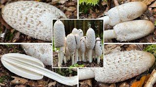 Schopftintling Verwechslung | Schopfpilz, Spargelpilz | Coprinus comatus | Giftig mit Alkohol?