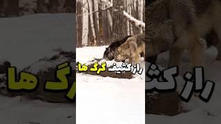 راز کثیف گرگ ها