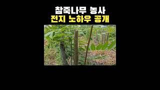 참죽나무 전지 노하우 #참죽나무 #전지