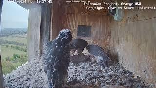 Projekt FalconCam CSU Orange – Diamond z kolacją  dla  Yira & Garrama 2024 11 11