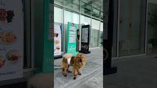 Lady Plays Hide and Seek with Her Dog
