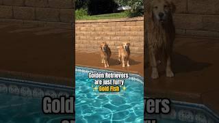 Two Golden Retrievers make a SPLASH! #dogs #goldenretriever