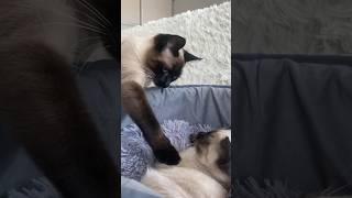 Склочное панибратство