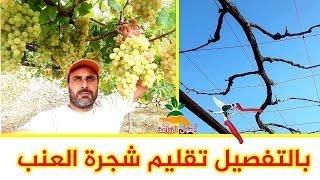 In detail the best way to prune grapes |  Grape pruning time