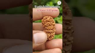 15 mukhi rudraksh-8218910240 #rudraksha #shiv #viral #viralvideos #shorts #astro #astrology #short