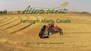 Alberta Wheat - Farming Alberta