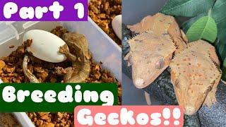 How to BREED CRESTED GECKOS!!! Part 1: Breeding and how to prepare