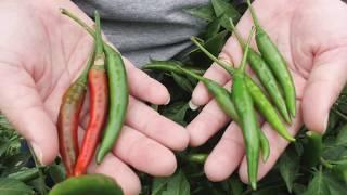 How to plant and grow hot pepper