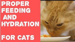 Proper Feeding and Hydration for Cats: A Comprehensive Guide