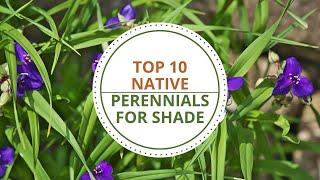 Top 10 Perennials for Shade in North Texas