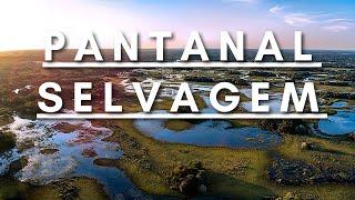 Pantanal Selvagem - Vida Animal | Documentário dublado HD