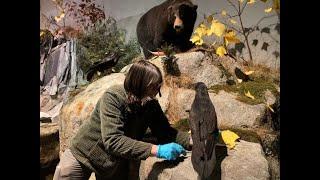 Back to Nature Exhibit at the Maine State Museum