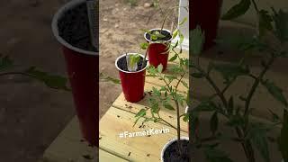 Planting Tomatoes #kevinlemnah