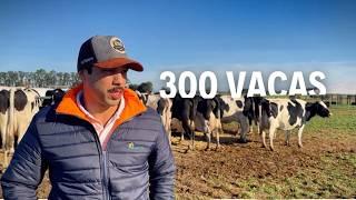 META DE 12.000 LITROS DE LECHE POR DÍA CON 220 VACAS Y 60 VAQUILLONAS EN URUGUAY 