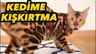 Kedilerin En Nefret Ettiği Şeyleri Mintik’e Denettim ! ​⁠Komik Kedi @Yusufevcii