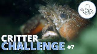 Critter Challenge #7: Lebo's Lobsters