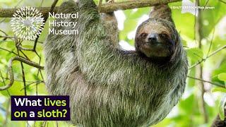 Why does algae grow on sloths? | Surprising Science