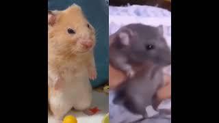 depressed vs dancing mouse meme template #mouse #rat #dancing #viral #funny #meme #bathing