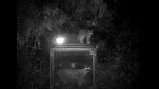 Cougar in a live trap, Mountain Lions in Whatcom County