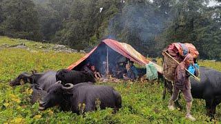 Most Peaceful And  Relaxing Shepherd Life in Rainy Day | Nepal | Organic Food | Real Shepherd Life