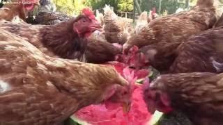 Gallinas comiendo sandías