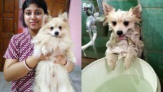 Bengali Vlog # গুবলু কে স্নান করানো মানে এক বিশাল যুদ্ধ |    Pomeranian Takes a Bath