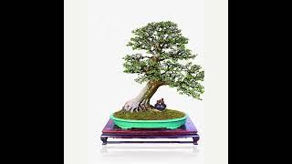 lingnan style | bonsai gaya lingnan