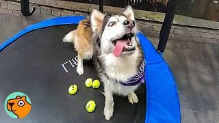 Dog Was Too Much To Handle Until She Got A Trampoline | Cuddle Buddies